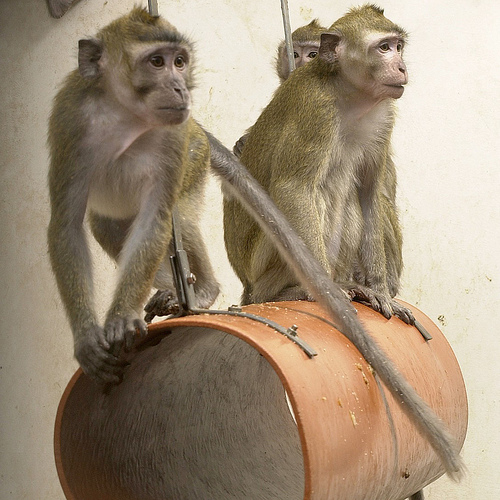 Los monos macacos se han usado para desarrollar técnicas de rehabilitación y fármacos para tratar a los enfermos con derrame cerebral