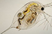 Daphnia species are commonly used in environmental toxicity tests.