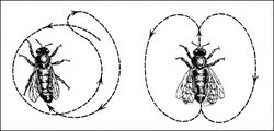 The round dance (left) and the waggle dance (right) describe how close nectar is and in which direction