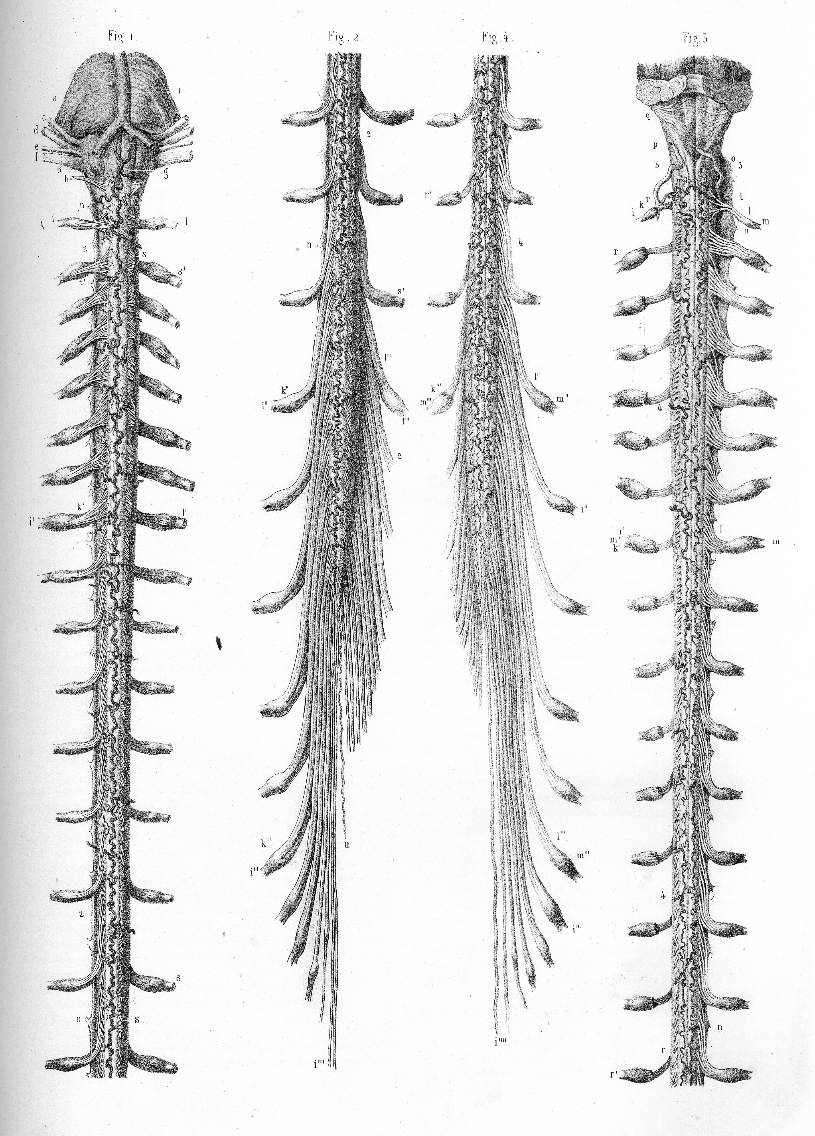 Spinal cord injury | ari.info | ari.info