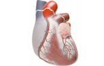 Artificial heart valves
