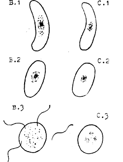 B.1 Male Crescent. C.1 Female Crescent. Male (B.2) and female (C.2) crescents change shape in the mosquito's stomach. Male crescent (B.3) throws off flagella, which fertilise the female crescent. Figure 4. Fertilisation of the female malaria parasite in the stomach of an anopheles mosquito