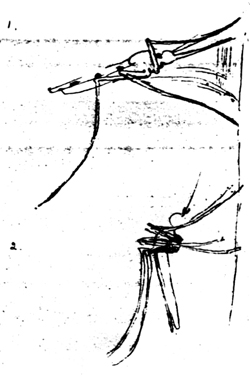 Figure 5. Original sketch made by Sir Ronald Ross showing the position at rest of: (1) The anopheles mosquito which carries malaria, and (2) Culex and aedes mosquitoes which carry filaria and yellow fever.