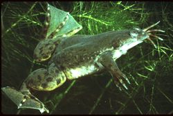The african clawed frog (Xenopus laevis) was the first vertebrate to cloned in a laboratory