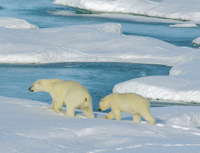 Polar bears in the Arctic can suffer toxic effects from chemical pollution that occurs thousands of miles away.