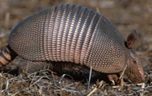 The lower body temperature of armadillos make them vulnerable to leprosy 