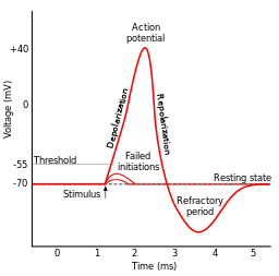  Schematic of an action potential By Original by en:User:Chris 73, updated by en:User:Diberri, converted to SVG by tiZom (Own work) [GFDL (www.gnu.org/copyleft/fdl.html) or CC-BY-SA-3.0 (http://creativecommons.org/licenses/by-sa/3.0/)], via Wikimedia Comm
