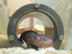 Las ratas topo desnudas se estudian para entender mejor la resistencia al cáncer.