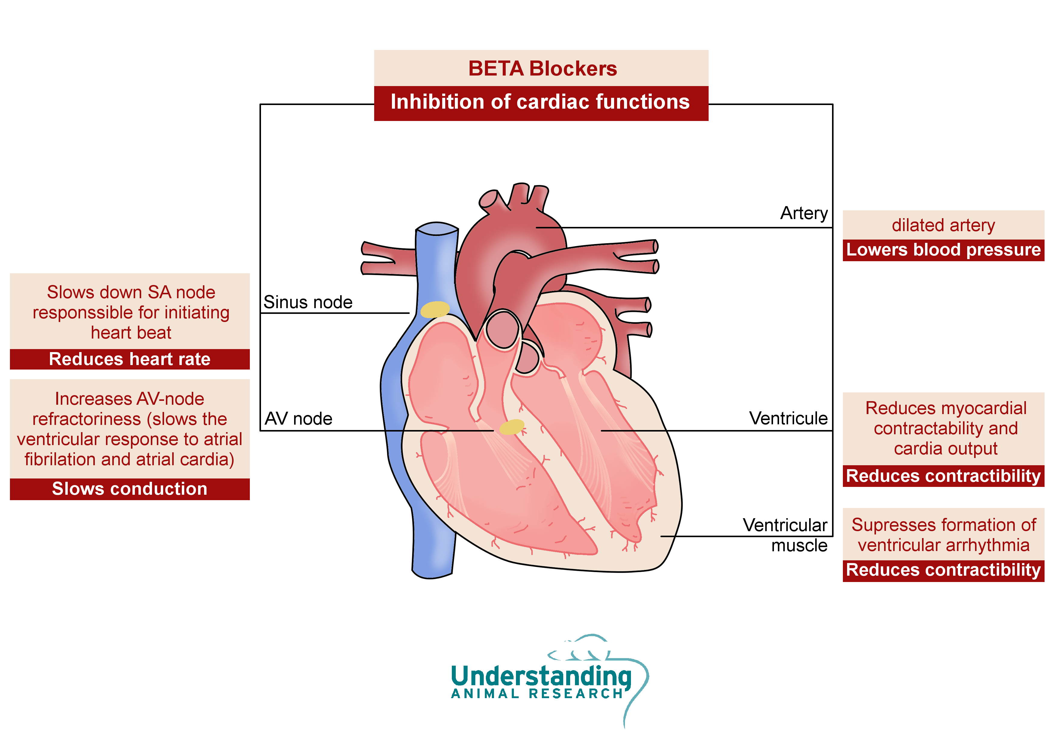 how do beta blockers treat heart failure