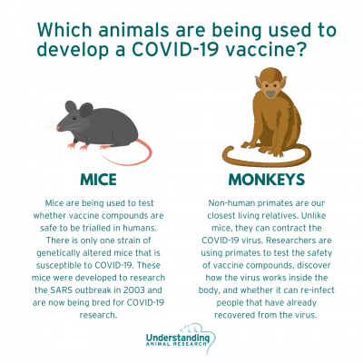 animal research, Covid19, sars-cov-2, coronavirus