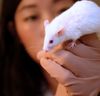 Penicillin protects mice against infection