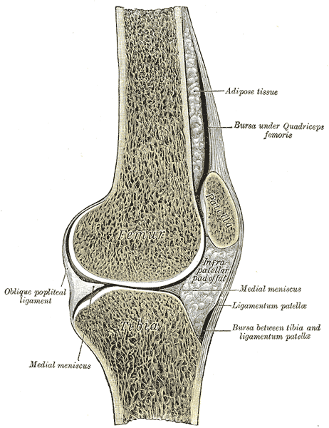 bone from gray's anatomy