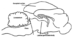 Figure 2. Diagram of a mid-sagittal view of a cat's brain. The interrupted line denotes the level at which a complete transection was made in Jouvet's experiments on decrebrate cats. Only brain structures mentioned in the text are labeled.