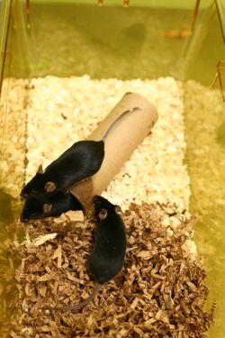 Mice are important models for autism research and the development of potential treatments