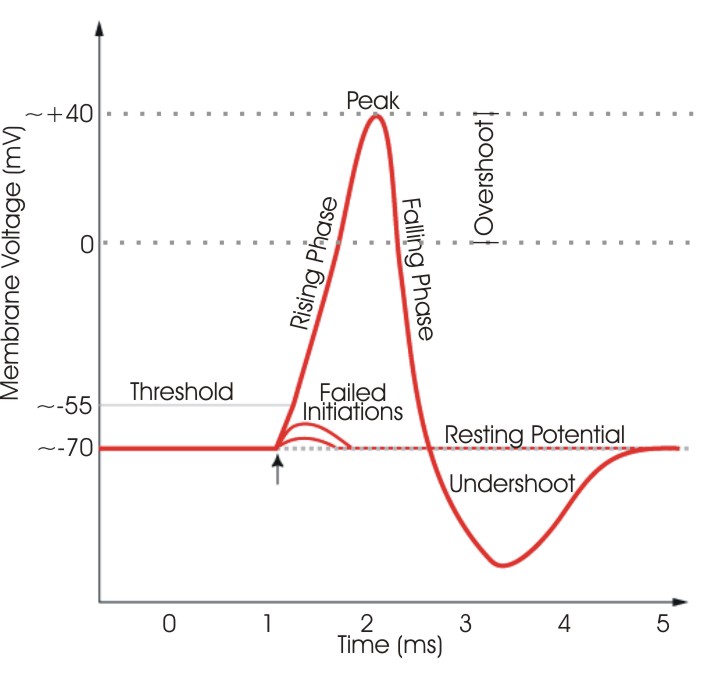Action potential