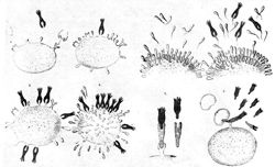 Figure 2. Ehrlich's side chain theory of immunity