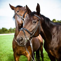 Sharing bridles can help to spread EHV-1 between horses