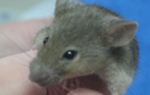 Sequencing & analysis of the mouse genome