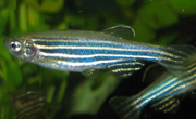 Zebrafish in an aquarium