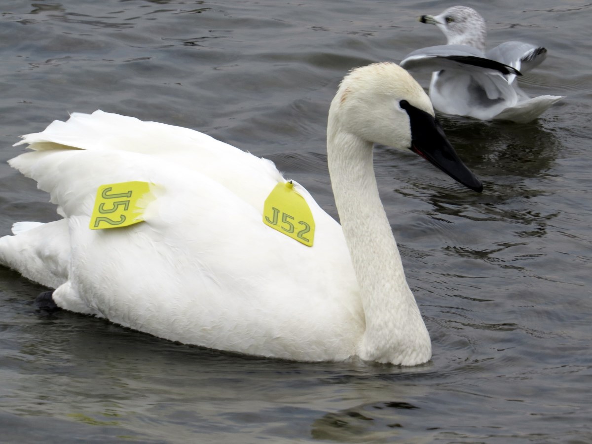 tagged swan 
