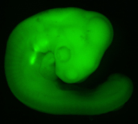 Chick embryo labelled with a fluorecent marker for hole-in-the-heart research.