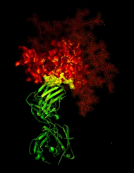 X-ray crystallographic image showing the broadly neutralizing antibody b12 (green ribbon) in contact with a critical target (yellow) for vaccine developers on HIV-1 gp120 (red). © NIH