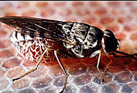 Tsetse fly feeding