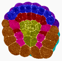 Vegetal view of ascidian embryo, 110-cell stage. Cell fates have largely been determined: endoderm yellow, muscle orange, mesenchyme pink, notochord red, A-line neural blue, a-line neural purple, ectoderm cyan.