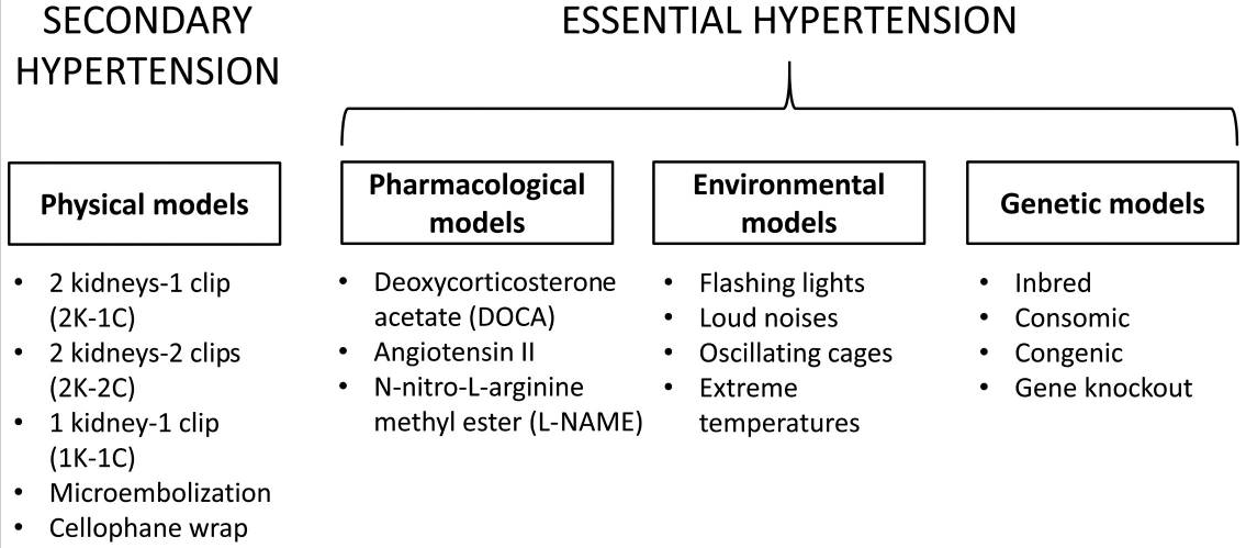 Animal models for hypertension