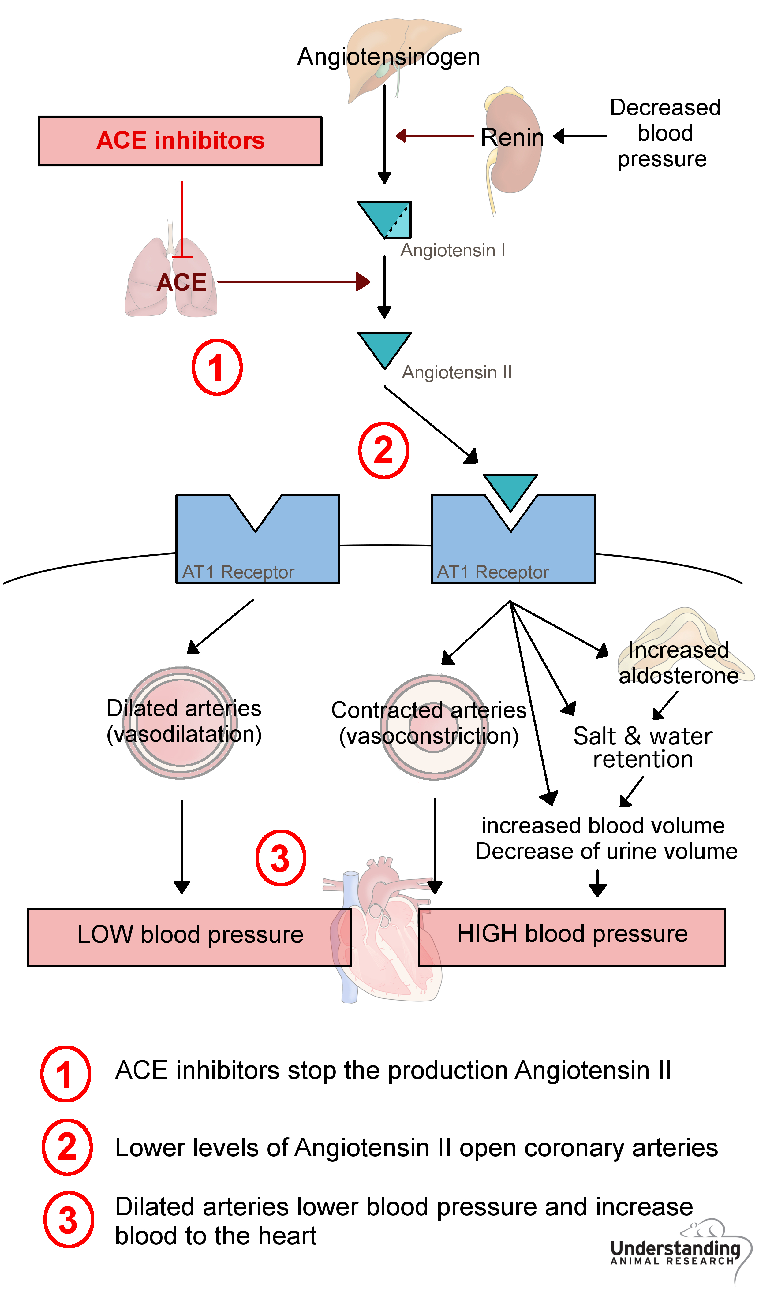 ace inhibitors for blood pressure)
