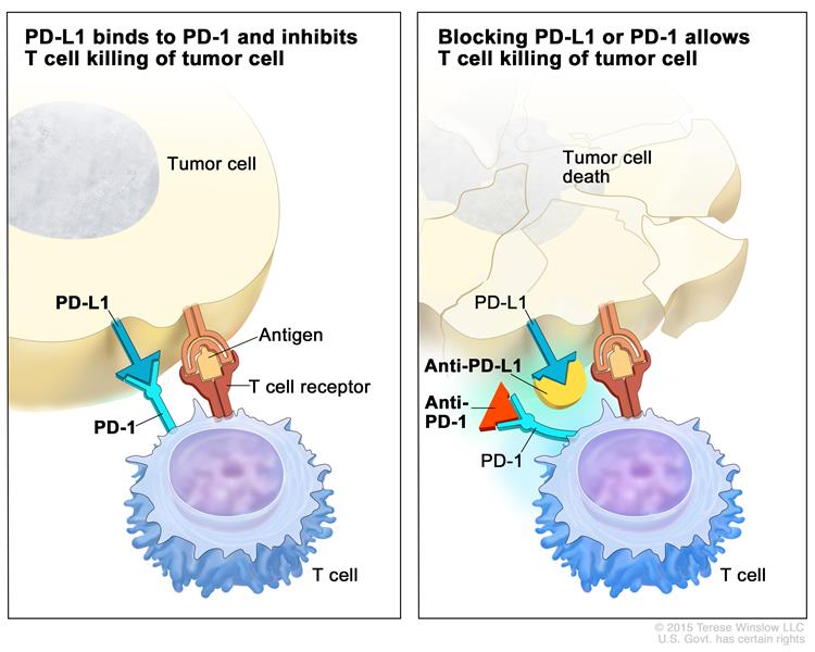 Infographic T-cell binding