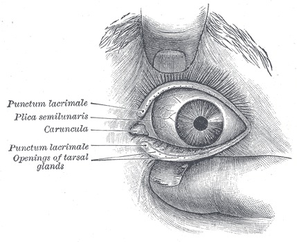 gray's anatomy blindness