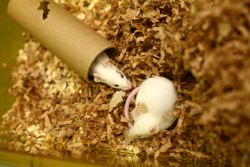 En la actualidad, los investigadores usan ratones para estudiar el ciclo vital del VHC, lo que proporciona un impulso a la investigación de vacunas.