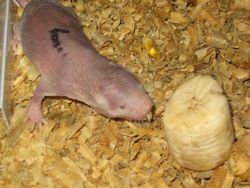 Las ratas topo desnudas viven hasta 30 años. Dado su pequeño tamaño, ello significa una esperanza de vida excepcionalmente larga.