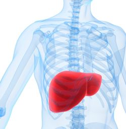 The hepatitis C virus can damage the liver over a prolonged period resulting in cirrhosis or cancer.