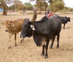 Viele Masai starben in den Hungersnöten, die auf die Ausbrüche der Rinderpest folgten