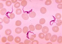 © Trypanosoma forms in blood smear