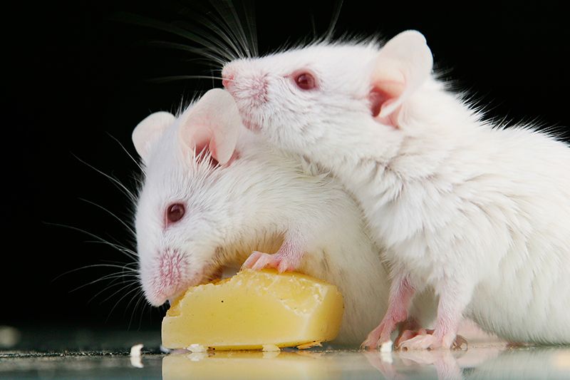 Yaşlanma karşıtı aşı farelerde umut vaat ediyor