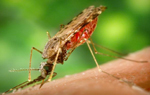  mosquitoes are vectors for malaria