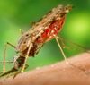 Malaria-parasite's life-cycle discovered