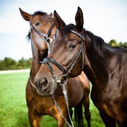 Le partage des brides aide la propagation du virus EHV-1 entre les chevaux. Credit: ©iStockPhoto/pixalot