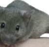 Secuenciación y análisis del genoma de ratón