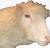 Cloning Dolly the sheep