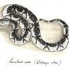 Lancehead snake