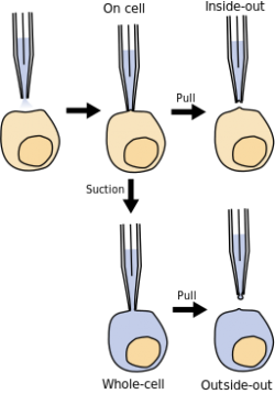 Patch clamp By Bilz0r (Own work) [Public domain], via Wikimedia Commons