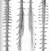 Spinal cord injury