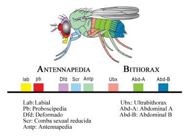 Homeobox genes in Drosophila By Antonio Quesada Díaz (Template:Wiki commons modified) [Public domain], via Wikimedia Commons