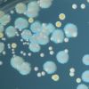 Microbiota and parasites